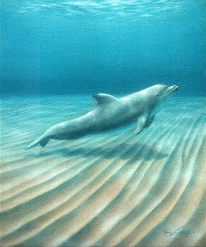 Dolphin