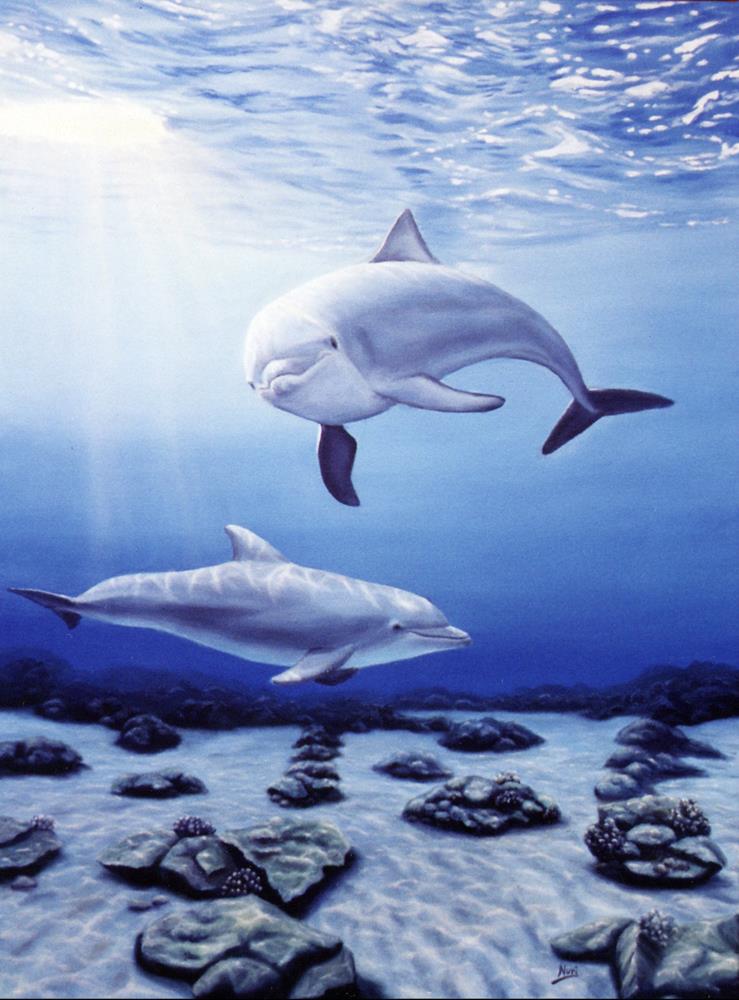 Dolphins